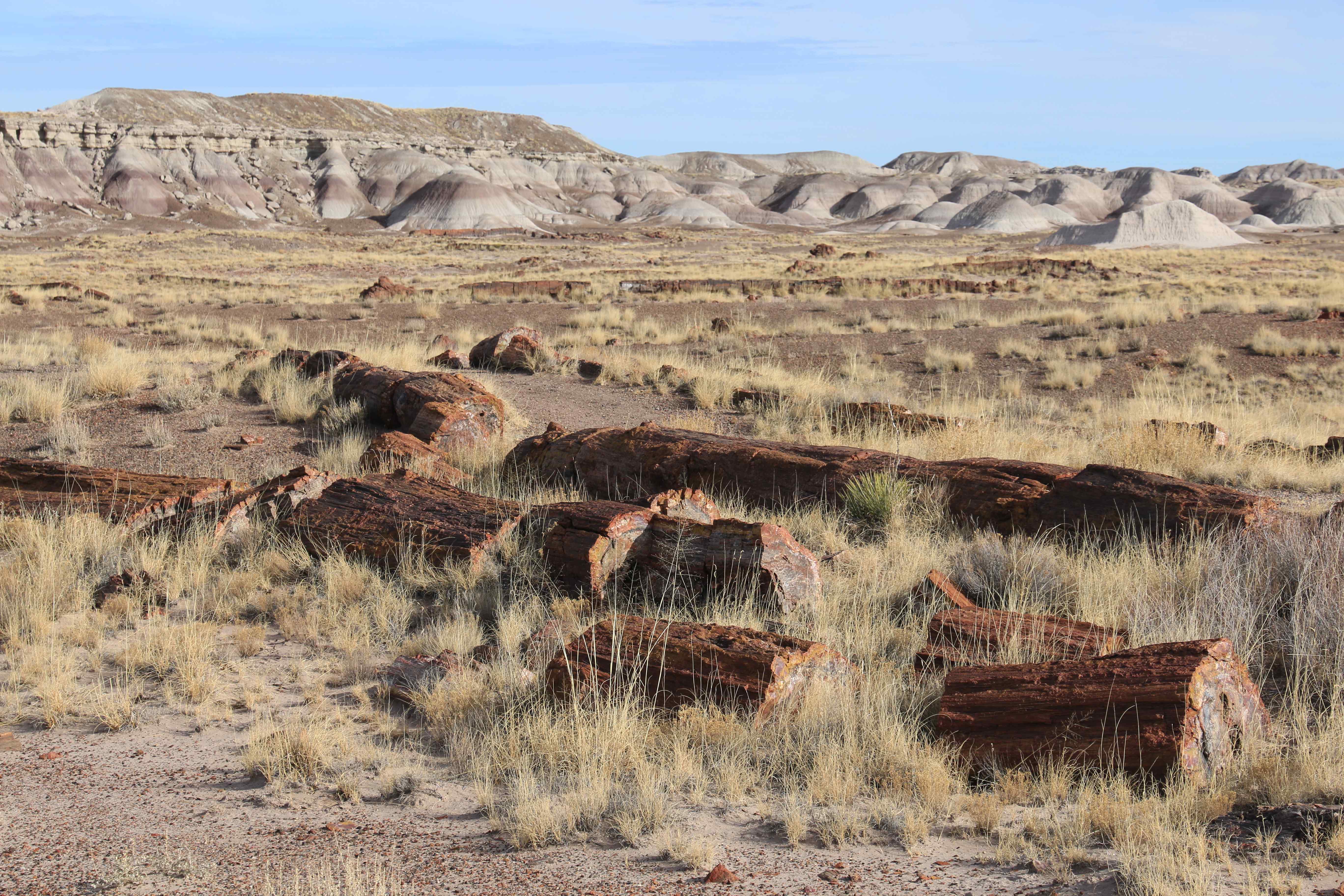 Petrified Forest NP